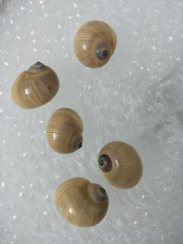 Naturlige conch skaller snegle guld prøve sneglen akvarium, akvarium landskabspleje ornamenter mini muslingeskaller, nautiske home decor